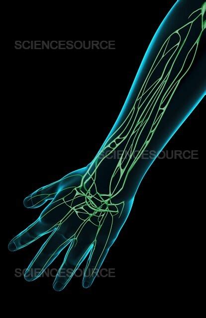 Photograph The Lymph Supply Of The Forearm Science Source Images