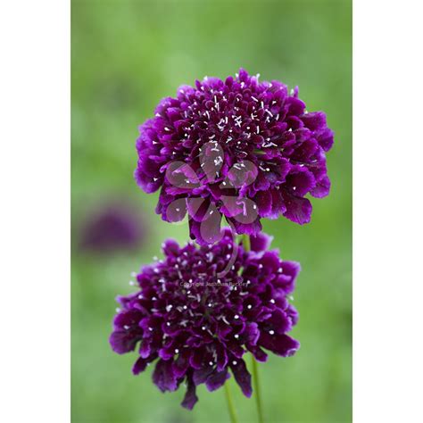 Scabiosa Atropurpurea Burgundy Beau Is The Colour Of Ribena This