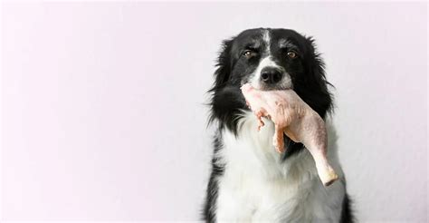 Chicken Allergy In Dogs Symptoms And Best Food Options Spot And Tango
