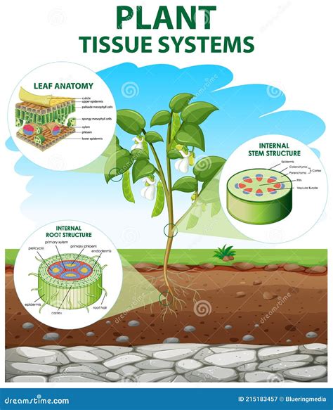 Diagram Showing Plant Tissue Systems Stock Vector Illustration Of