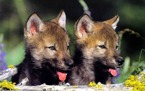Adorable Puppies Puppies 22289946 1280 800 1280×800 Wolf Dog