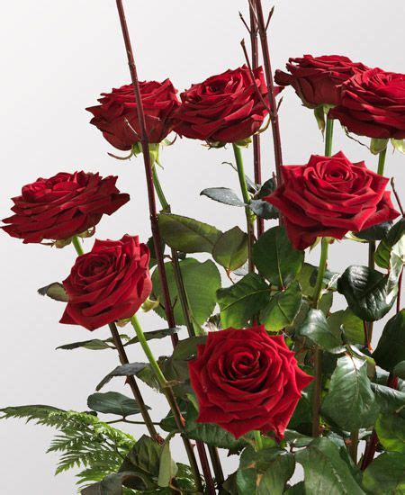 Gigantesco Mazzi Di Fiori - Sono luminosi, seducenti ...