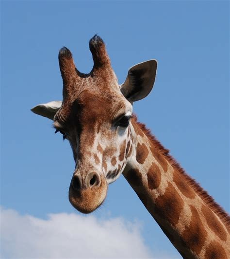 Facts About Giraffes Hubpages