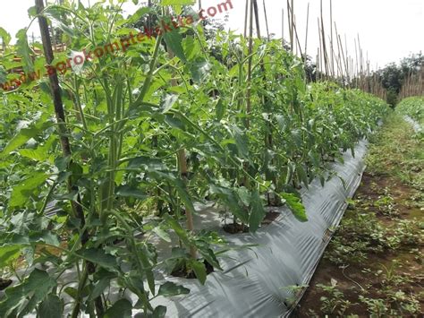 Budidaya Cabe dan Tomat di Kab. Bengkayang Kalbar | Agrokompleks Kita