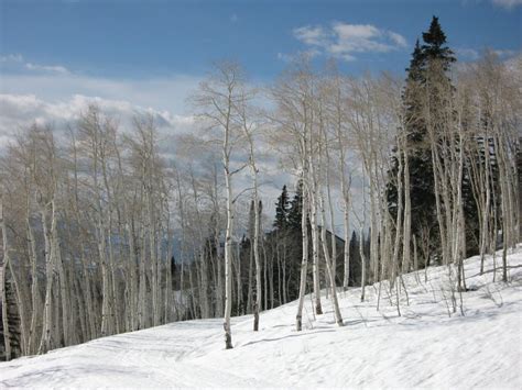 Aspen Trees In Winter Stock Photo Image Of White Winter 2442274