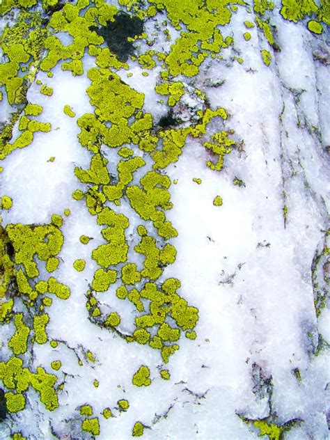 Lichen On A Quartz Stone Photos Diagrams And Topos Summitpost
