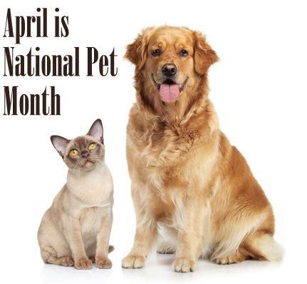 In a recent petfinder.com survey, our shelter and rescue group members reported that older pets have the hardest time finding homes. VCA Hollywood Animal Hospital: April is National Pet Month