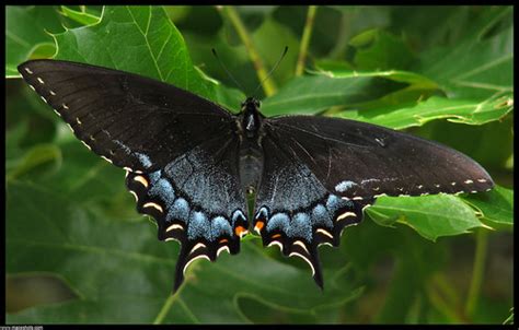 Eastern Tiger Swallowtail Black Form Papilio Glaucus Flickr