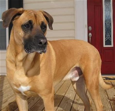 The black mouth cur is a great hunting dog whose quarry includes boar, bear, deer, squirrel and coon. Black Mouth Cur Dog Breed