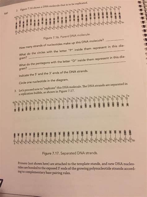 Solved: Figure 7.16 Shows A DNA Molecule That Is To Be Rep ...