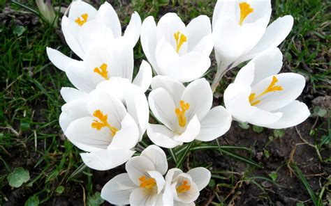 Snow White Spring Flowers Of Crocus Wallpapers And Images