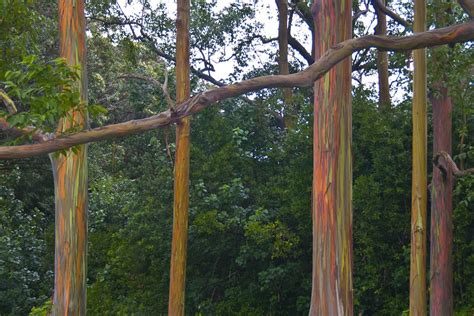 Get Fun Here Living Rainbow Rainbow Eucalyptus Most Beautiful Tree