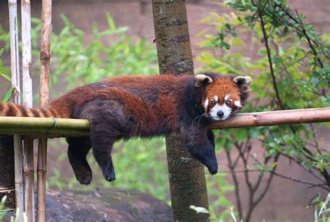 Red Panda Hanging Out At Columbus Zoo And Aquarium In Oh Animals