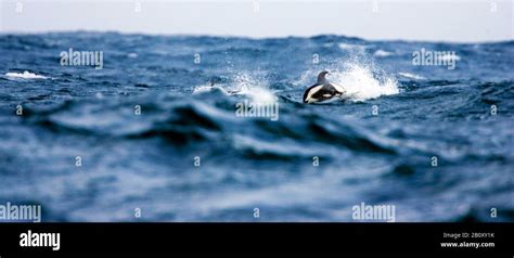 Hourglass Dolphin Antarctica Hi Res Stock Photography And Images Alamy