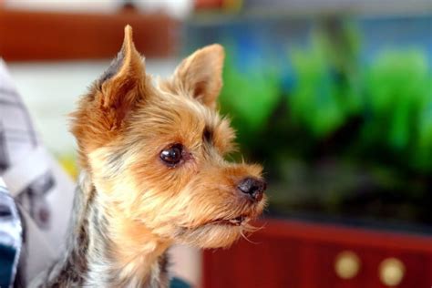 (want to learn more about car safety? Dogs With Car Sickness - Colin Tennant & Associates