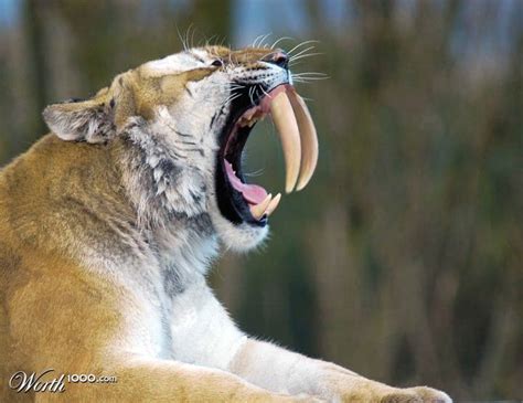 Saber Tooth Extinct Animals Rare Animals Prehistoric Animals