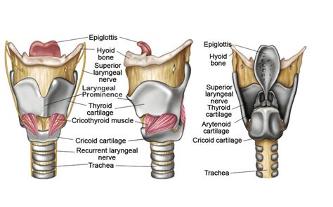Larynx Structure Function Cartilages Muscles Blood Supply And Vocal Folds Science Online