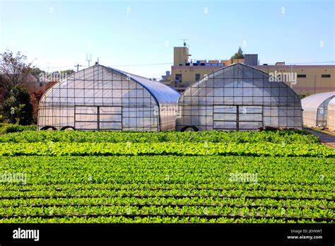 Greenhouses At A Farmland In Kodaira City Tokyo Japan Stock Photo Alamy