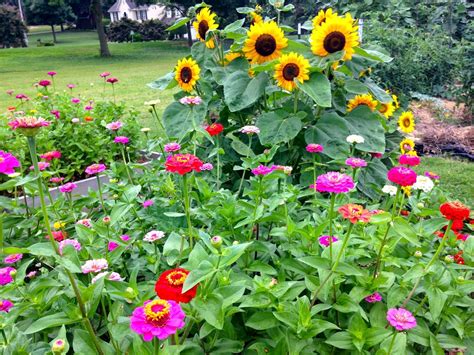 Sunflowers And Zinnias Garden Garden Plants Zinnias Jardines