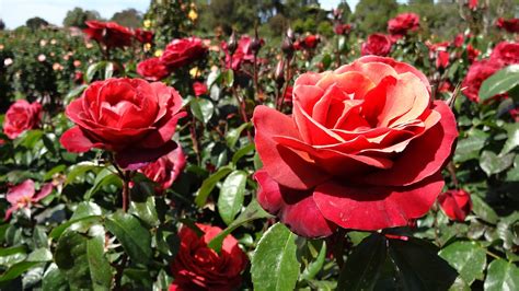 'hot cocoa' rose was bred by tom carruth, usa, in 2001. NixPixMix: 'HOT COCOA' ROSE