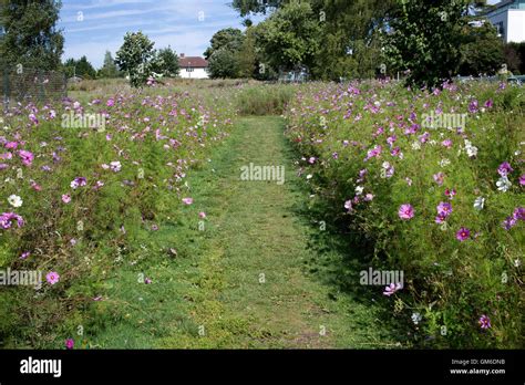 Mown Grass Path Through Colourful Wildflower Meadow Planted On Edge