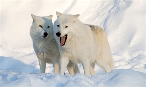 The Arctic Wolf Animals Lover