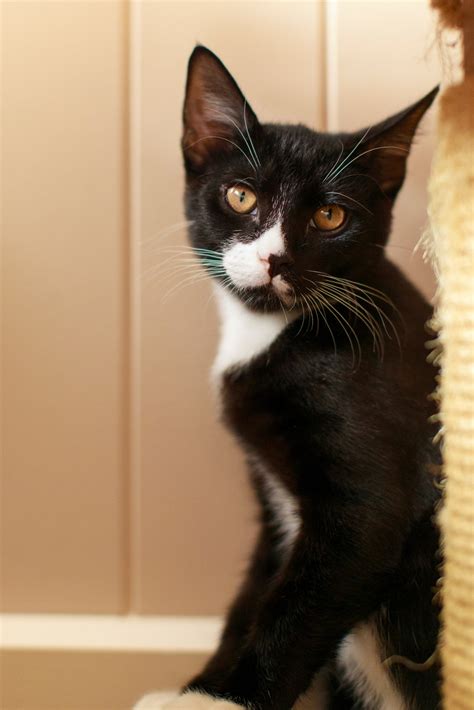 Toby Male Domestic Short Hair Cat In Qld Petrescue