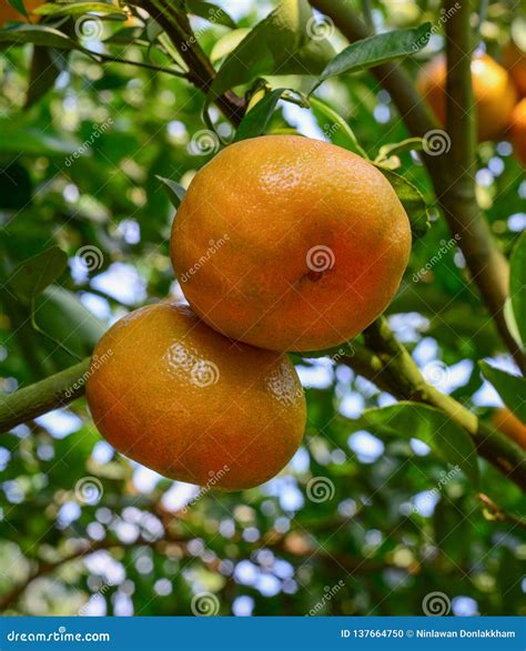 Mandarin Citrus Fruits On The Tree Stock Photo Image Of Mekong Juice