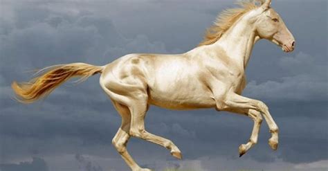 10 Prettiest Horses From Around The Globe Wonderslist