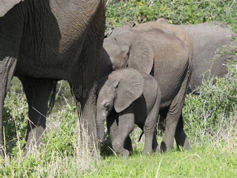 A Baby Elephant In The Herd Stock Photo Image Of Landscape Baby
