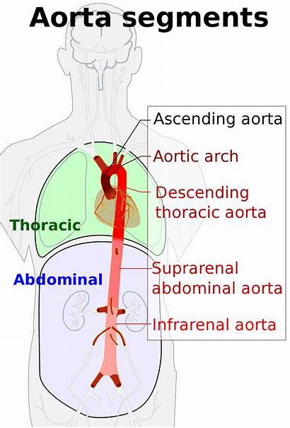 Aorta Segments Abdominal Thoracic Aortic Branches Svg