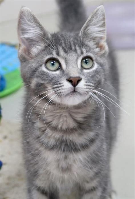Hi Im Smudge Im A 3 Month Old Gray Blue Or Silver Tabby Domestic