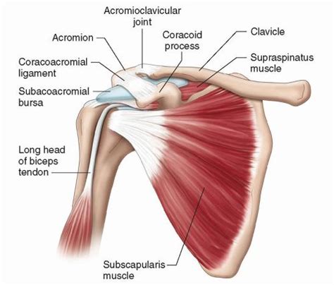 Image Result For Coracoacromial Ligament Subscapularis Muscle