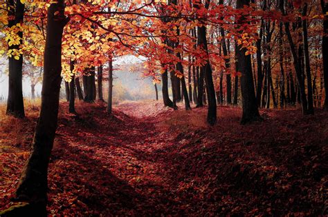 Autumn Woods Wallpapers Top Free Autumn Woods Backgrounds