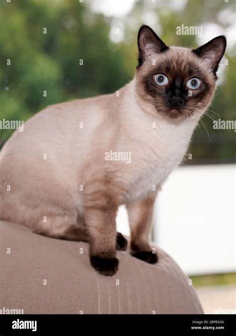 Portrait Of Nice Young Purebred Siamese Cat Stock Photo Alamy