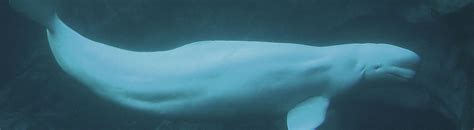 Quirky Beluga Facts By Seethewild Wildlife Conservation Seethewild