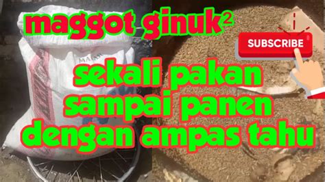 Pembesaran Maggot Sekali Pakan Sampai Panen Dengan Ampas Tahu YouTube