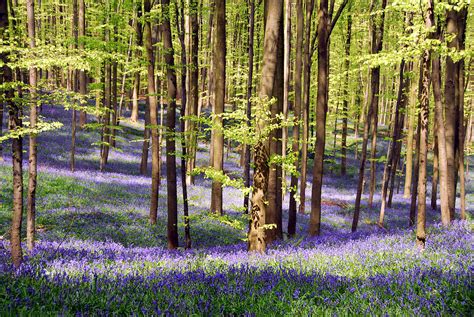 Blooming Bluebells And Beech Trees In By Brytta