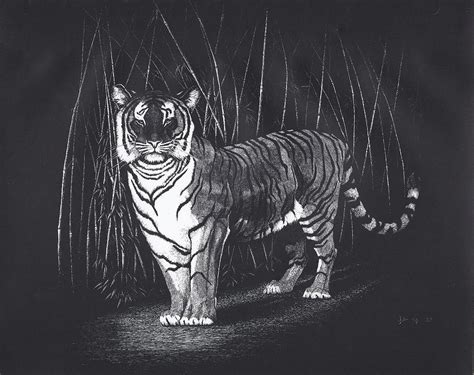 Bamboo Tiger Drawing By Bill Gehring Fine Art America