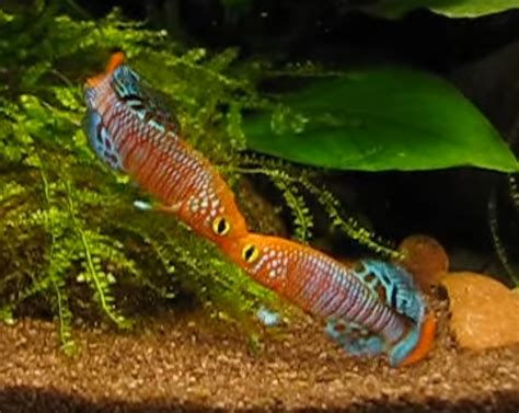 Nothobranchius Rachovii Tropical Fish Keeping