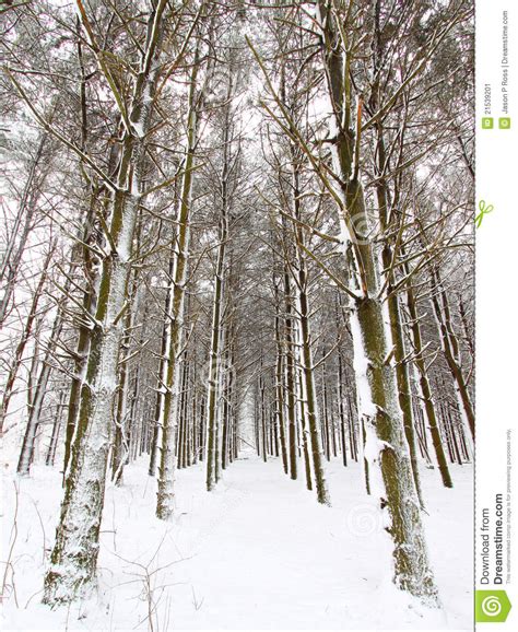 Forest Snowfall Stock Image Image Of America Beautiful 21539201