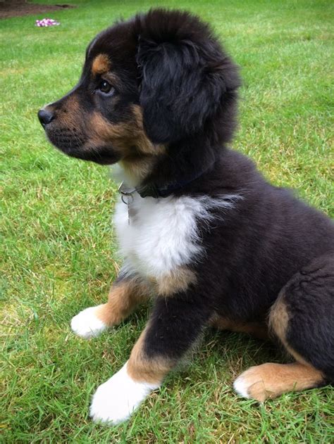 This breed was from the pyrenese mountains (between france and spain), bred and trained by the basque people. Best 25+ Black tri australian shepherd ideas on Pinterest ...