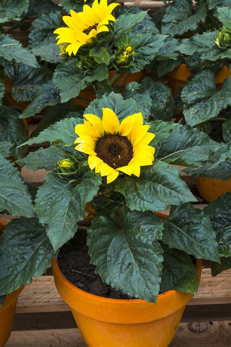 How To Plant And Grow Sunflowers 6 Great Varieties To Add Big Color