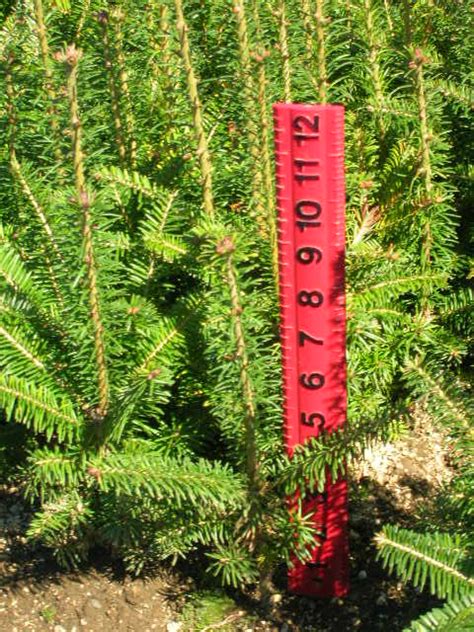 Abies Fraseri Fraser Fir