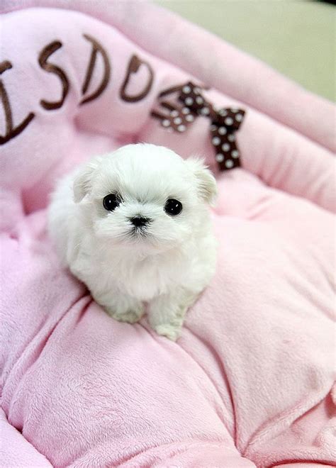 Adorable Teacup Maltese Puppy Teacup Puppies Maltese Maltese Puppy