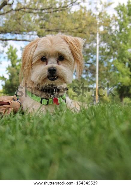 Cute Dog Grass Park During Summer Stock Photo 154345529 Shutterstock