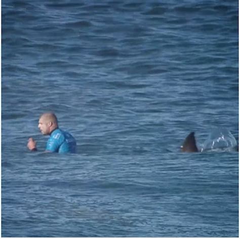 Shark attacks and whale migration in western australia 5. 巨大サメがサーファーを襲撃!蹴り、パンチで応戦しサメを ...