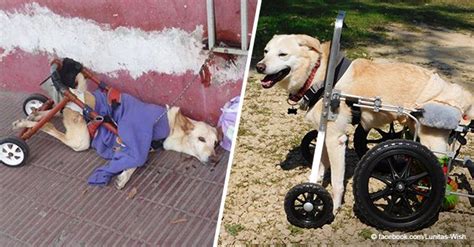 Inspiring Transformation Of Abandoned Disabled Dog Who Was Picked Up By