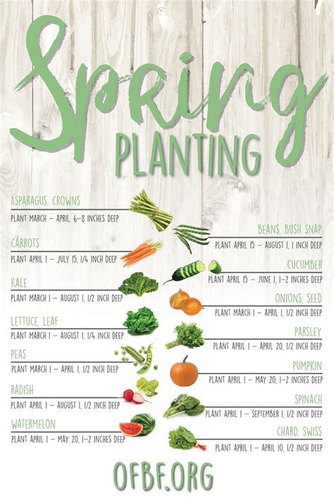 How to start a cut flower garden for beautiful bouquets all year. Sow what? Helpful tips on when to start planting seeds in ...