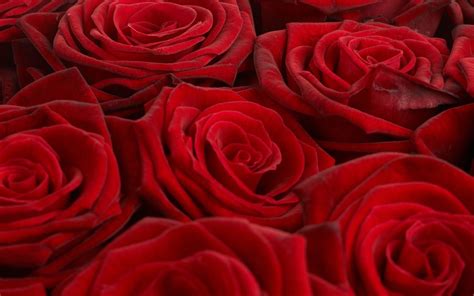 Rose Flowers Hd Wallpapers Free Pictures On Greepx